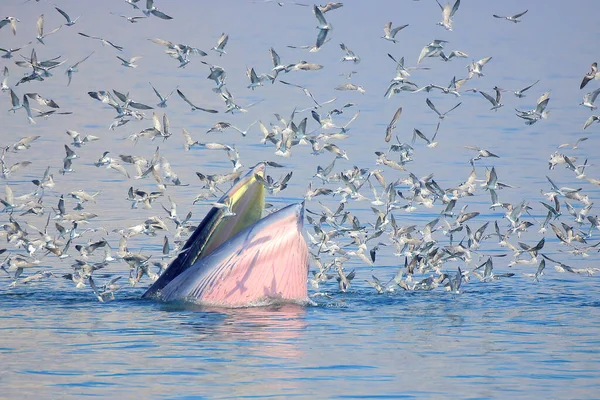 Baleia Bryde Que Alimenta Com Gaivotas Come Pequenos Peixes Boca — Fotografia de Stock