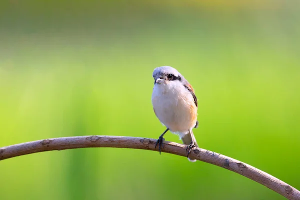 Pie Grièche Dos Blanc Lanius Vittatus Est Membre Famille Des — Photo