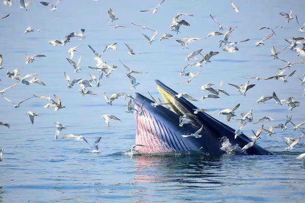 Baleia Bryde Que Alimenta Com Gaivotas Come Pequenos Peixes Boca Imagem De Stock
