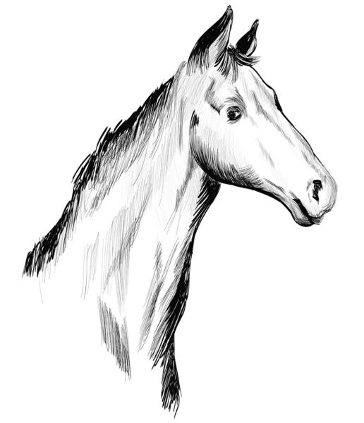 The horse's head, drawing by hand. Vector illustration. — Stock Vector