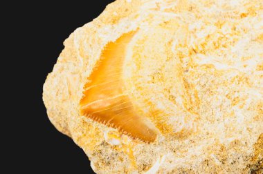 köpek balığı dişi Fosili matris