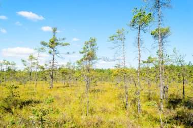 bataklık ve çam ağaçları