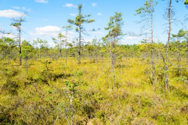 bataklık ve çam ağaçları