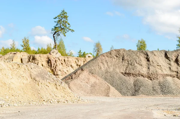 Baum auf Felge — Stockfoto