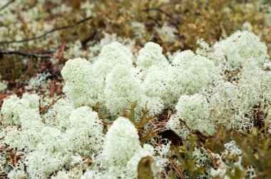 cladonia stellaris liken