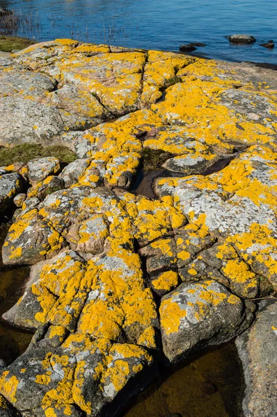 Xanthoria parietina eller gyllene sköld lav — Stockfoto