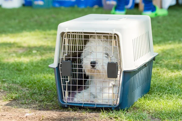 küçük köpek kafes içinde