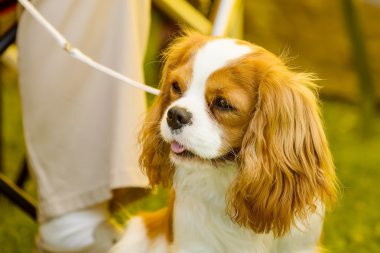 küçük şirin köpek