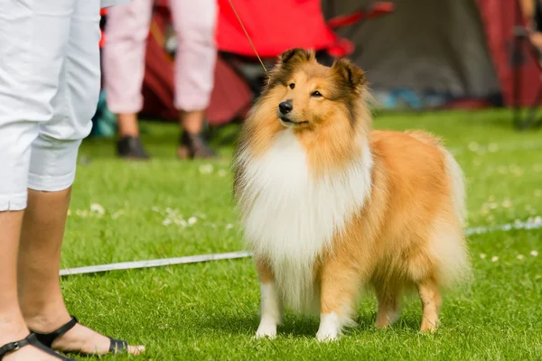 เช็ตแลนด์ Sheepdog — ภาพถ่ายสต็อก