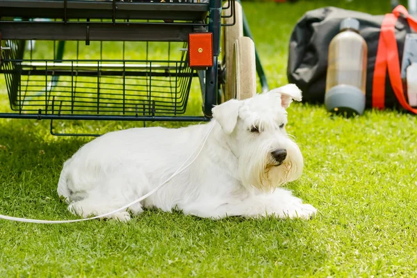 Cão branco — Fotografia de Stock