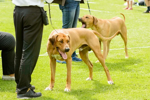 Grandi cani marroni — Foto Stock