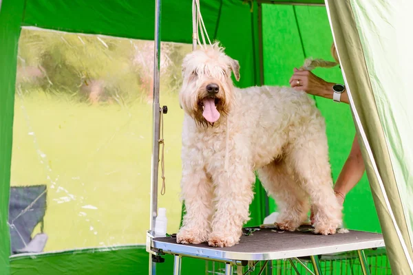 Terrier in cura — Foto Stock