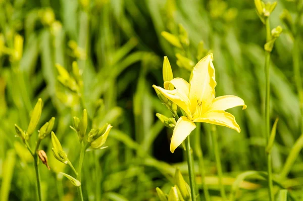 Yellow Day-lily Royalty Free Stock Images