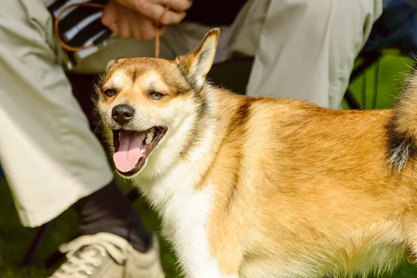 Norwegischer Mondhund — Stockfoto