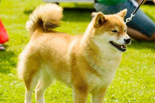 Shiba zblízka — Stock fotografie