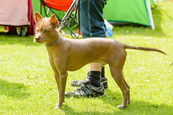 Mexican hairless dog — Stock Photo, Image