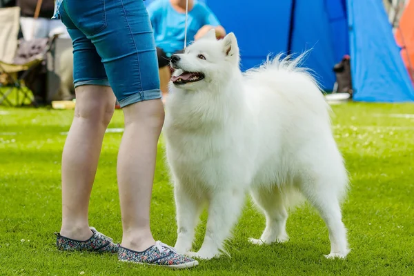 Cão de Samoyed — Fotografia de Stock