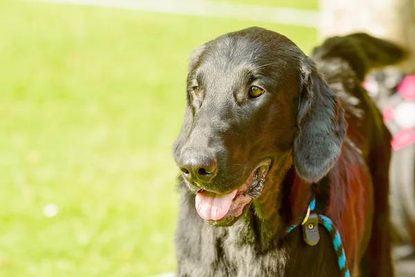 Fin hund — Stockfoto