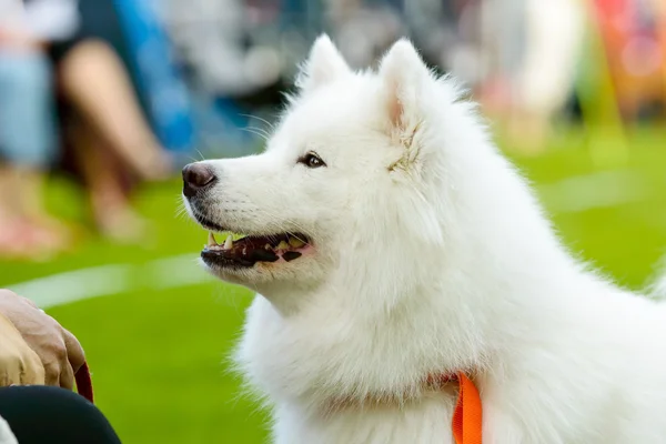 Samojed hund — Stockfoto