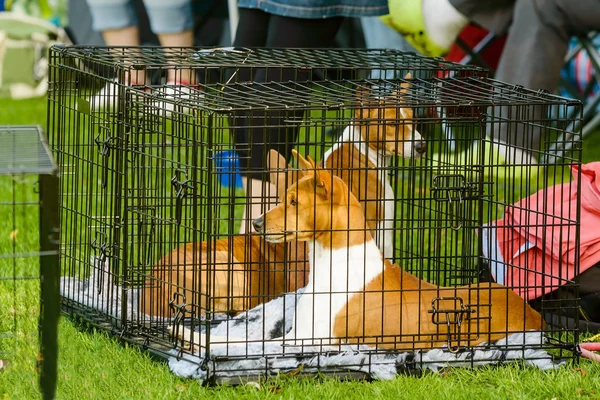 Hund i bur — Stockfoto