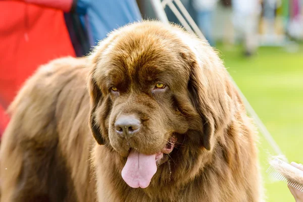 Stora bruna hund — Stockfoto