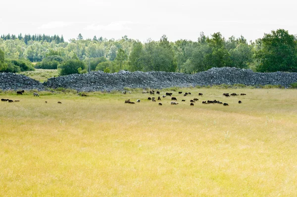 Graborg 中の羊 ロイヤリティフリーのストック写真