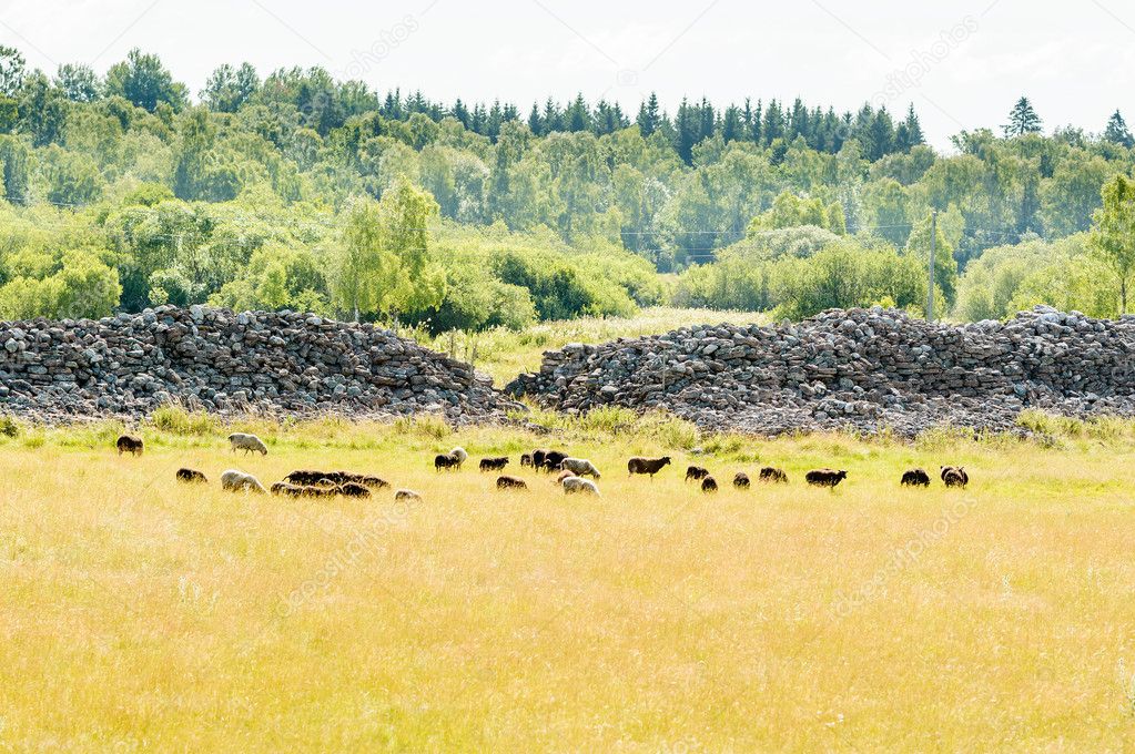 Sheep inside Graborg
