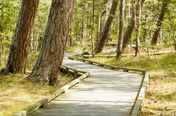Wooden path in nature — Stock Photo, Image