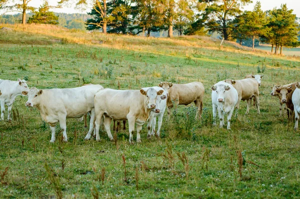 Heifers — Stock Photo, Image