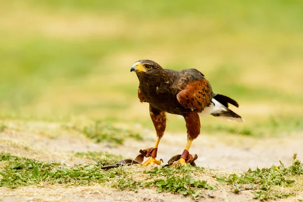 Harris Hawk — Stock fotografie