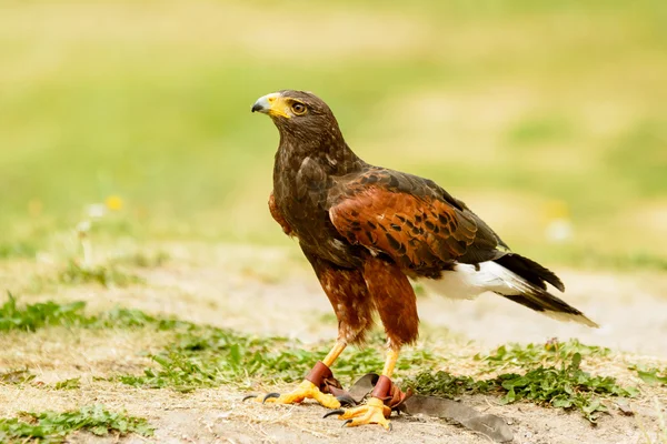 Harris Hawk — Stock fotografie