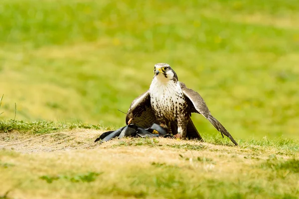 Laggar Falcon (Falco jugger) — Stock fotografie