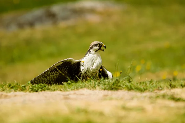 Laggar Falcon (Falco jugger) — Stock Photo, Image