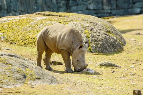 White rhinoceros — Stock Photo, Image