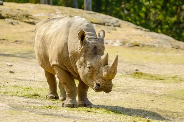 Witte neushoorn — Stockfoto