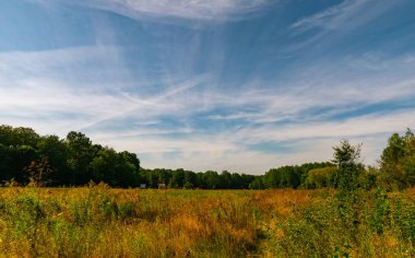 Ormanın yakınındaki bir tarlanın üzerindeki tüylü bulutlar.