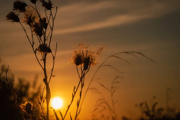 Trockene Wildblume Mit Daunen Auf Einem Sonnenuntergang Hintergrund — Stockfoto