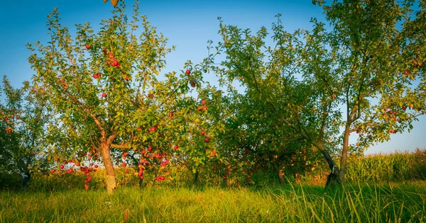 Apfelgarten Dorf Abend — Stockfoto