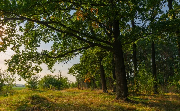 Herbst Park Feld — Stockfoto