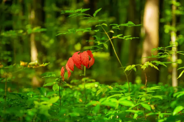 Ormandaki Yeşilliğin Arka Planında Kırmızı Yapraklar — Stok fotoğraf
