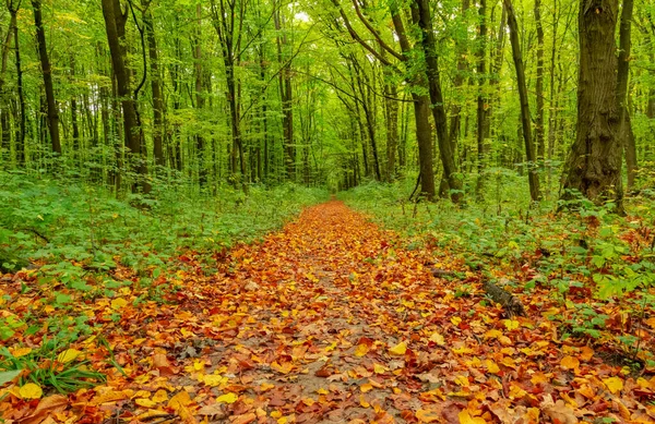 Folhas Caídas Uma Estrada Florestal Início Outono — Fotografia de Stock