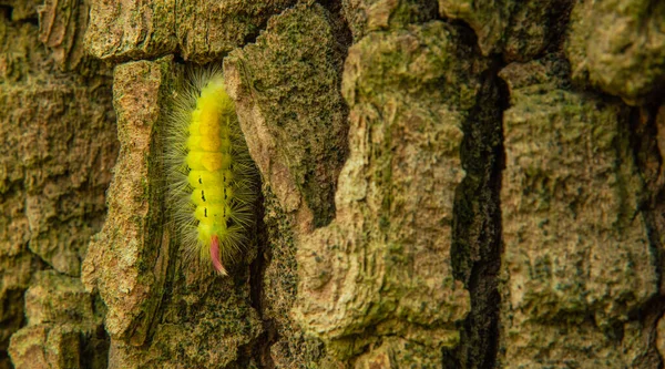 Fluffig Larv Som Gömmer Sig Barken Ett Träd — Stockfoto