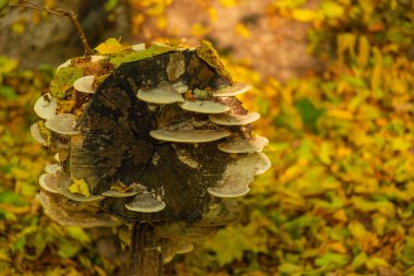 Alabalık mantarı devrilmiş bir ağaçta yetişir.