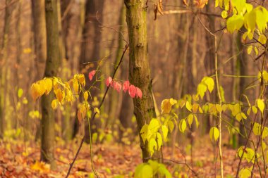 Ormandaki ağaçta sarı ve kırmızı yapraklar