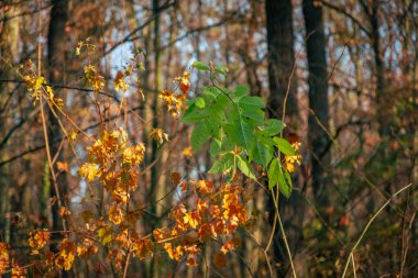 Sonbahar ormanındaki sarı yaprakların arasında yeşil yapraklar