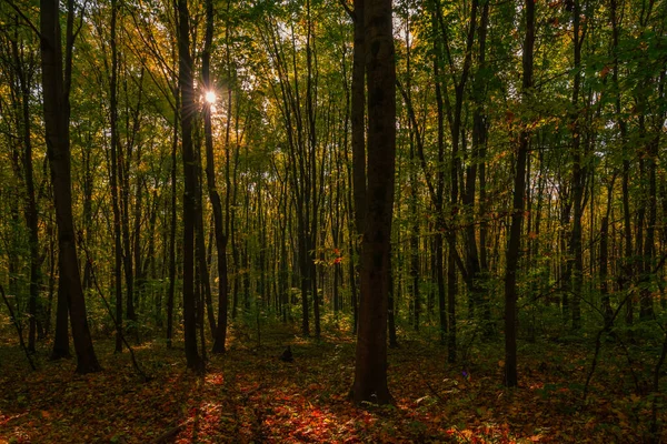 Ráno Podzimním Lese — Stock fotografie