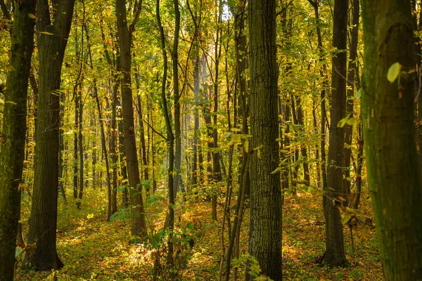 Stråle Från Solen Skiner Genom Träden Skogen — Stockfoto