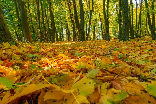 Żółte Liście Spadły Ścieżkę Lesie — Zdjęcie stockowe