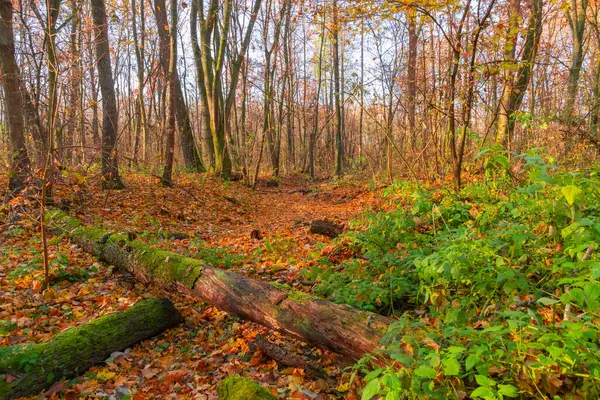 秋天森林里干枯的河床 — 图库照片