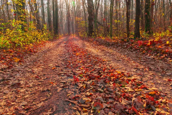 Estrada Florestal Floresta Outono — Fotografia de Stock